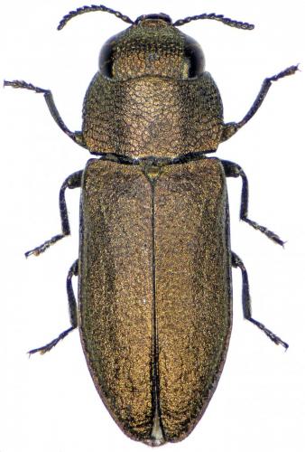 Réf. 237 713 : Anthaxia sp.